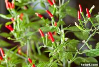 Demon Red Chilies — Small Peppers, Big Flavor