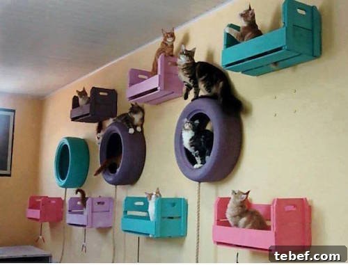 Hang painted tires for the kitties to play on!