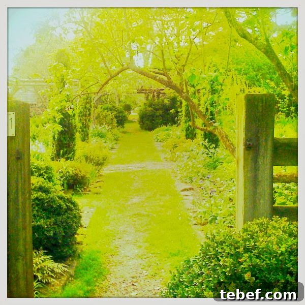 down narrow lanes Summer Moods