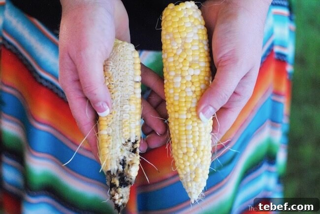 moldy ear of non-GMO corn compared to healthy GMO corn