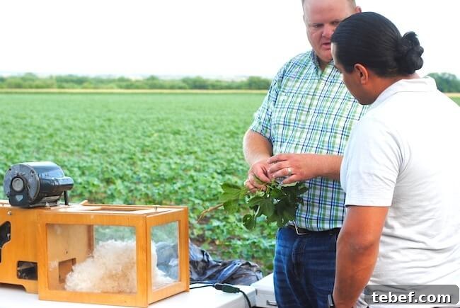 explain how a cotton gin works with a model