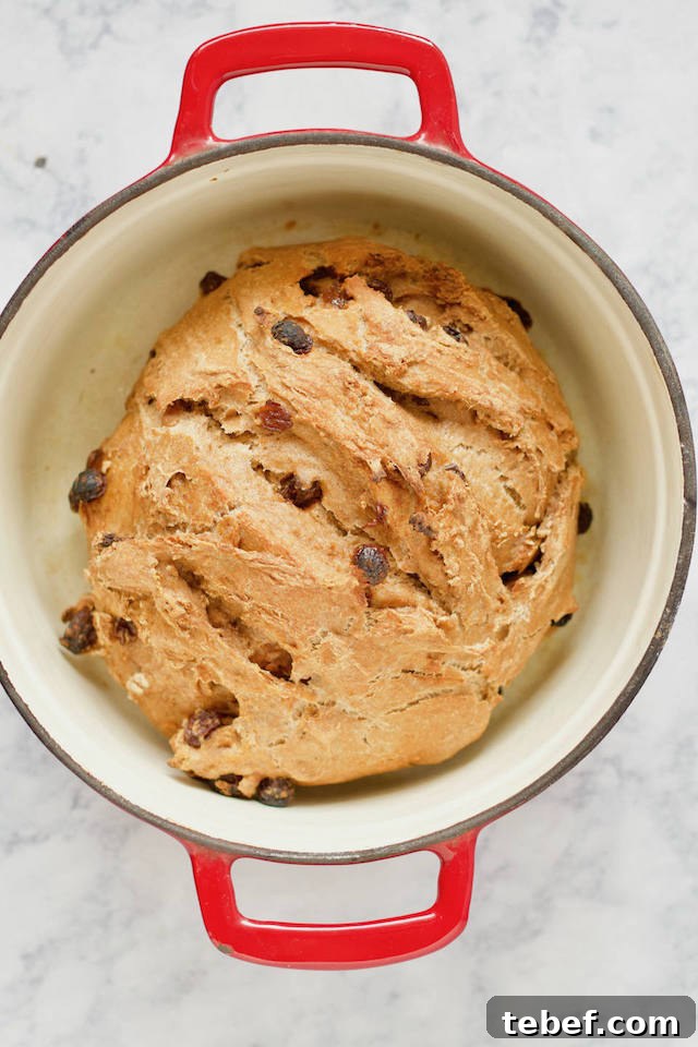 Whole Wheat Cinnamon Raisin Bread Baked in a Dutch Oven 2 Homemade Whole Wheat Cinnamon Raisin Bread Recipe in Dutch Oven