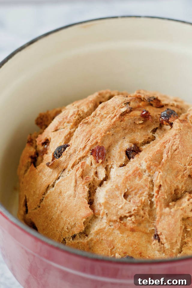 Whole Wheat Cinnamon Raisin Bread Baked in a Dutch Oven 4 An easy Homemade Whole Wheat Cinnamon Raisin Bread Recipe Baked in Dutch Oven