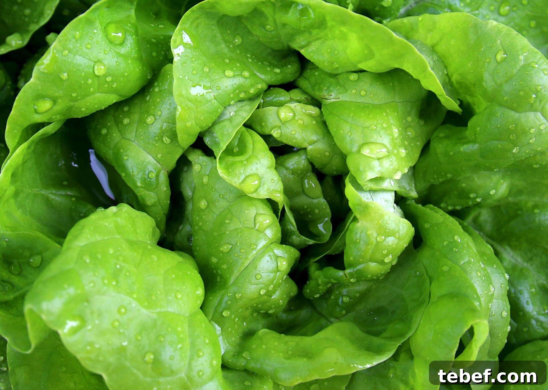 lettuce