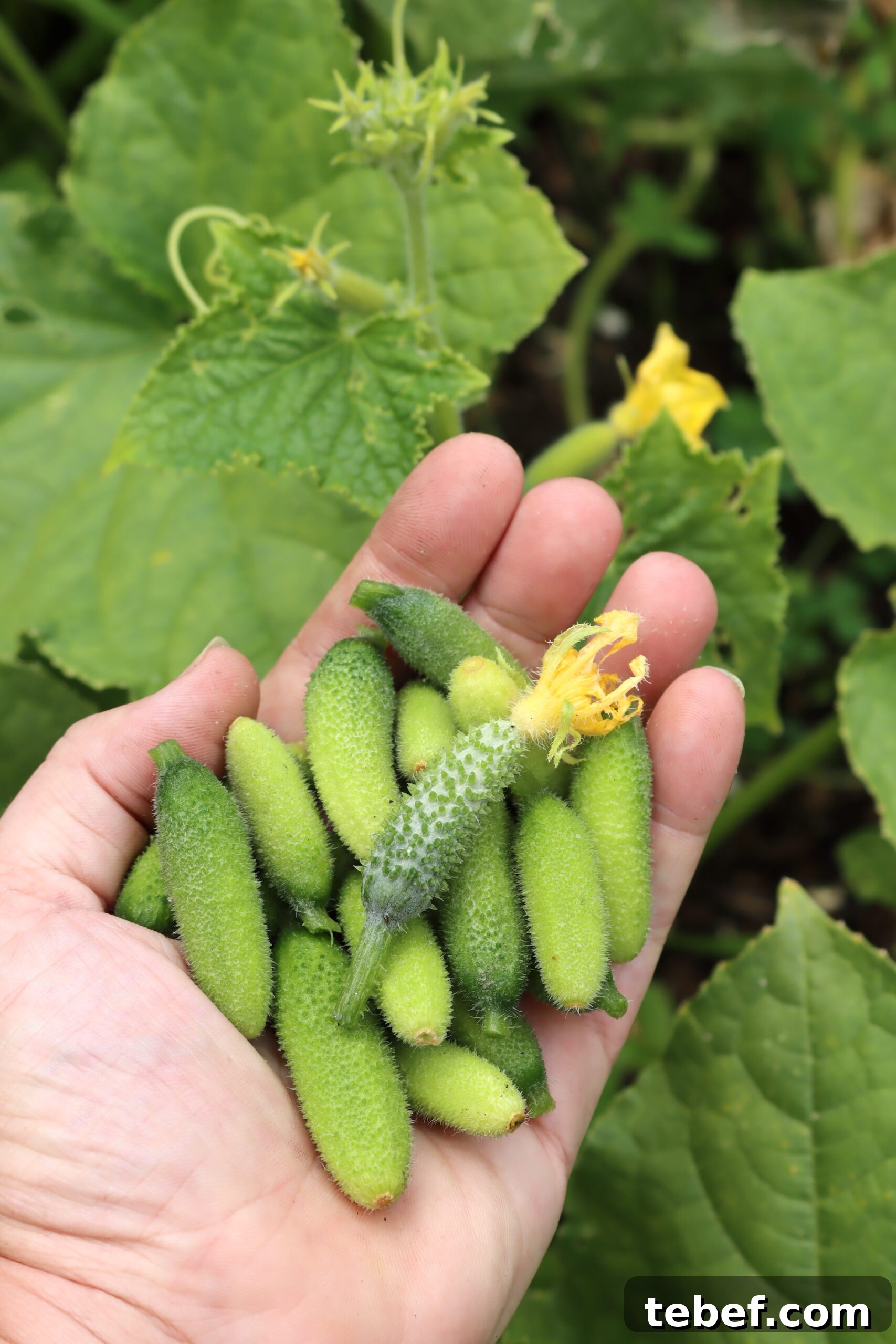 Authentic French Cornichons Recipe: Classic Pickled Gherkins Guide 4 Harvesting Cucumbers for Cornichons