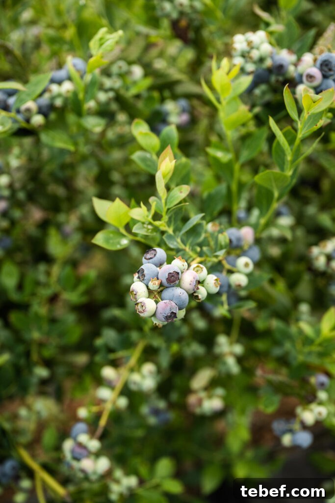 Blueberries at Fairfield Farms in Pauma Valley, CA