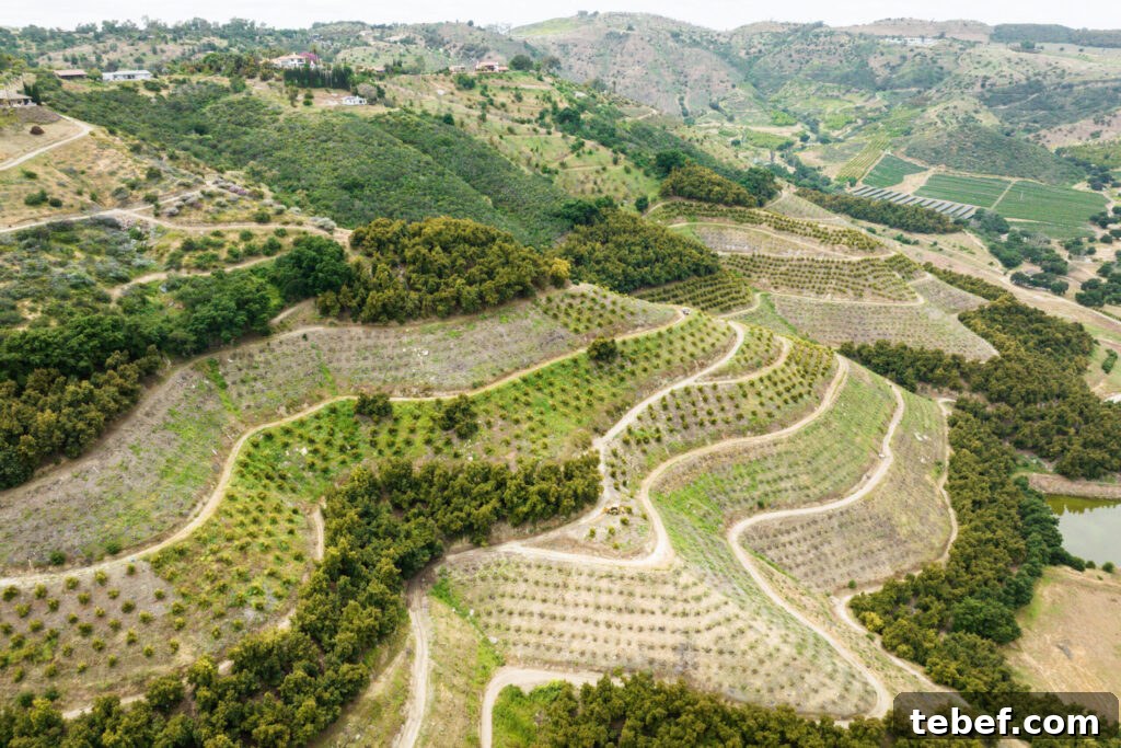 Fairfield Farms in Pauma Valley, CA. Here they grow avocado on the steep hillsides and blueberries in the valley.