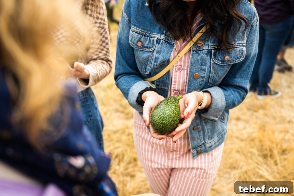 Fresh picked avocado from Fairfield Farms