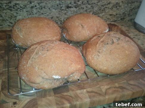 No-Knead 100% Whole Wheat Artisan Crusty Bread Recipe 2 img 518 1
