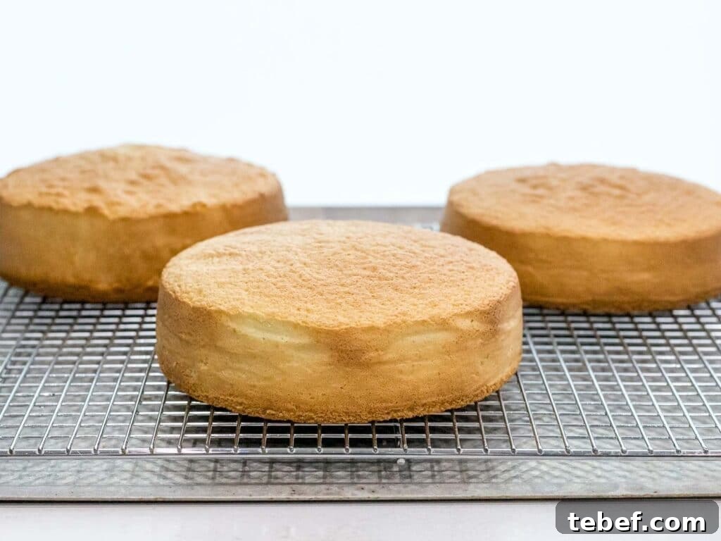 Authentic Japanese Strawberry Shortcake Recipe — Light, Fluffy Layers 24 three golden brown and fluffy sponge cakes cooling on a wire rack