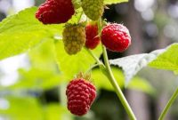 Prune Raspberries for Bigger Sweeter Harvests