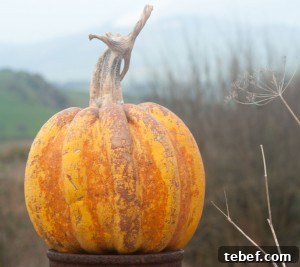 Padana pimkin 