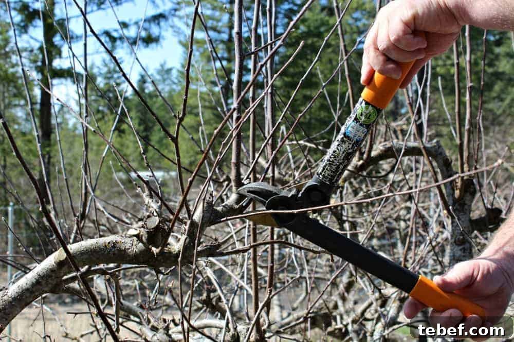 How to prune apple trees