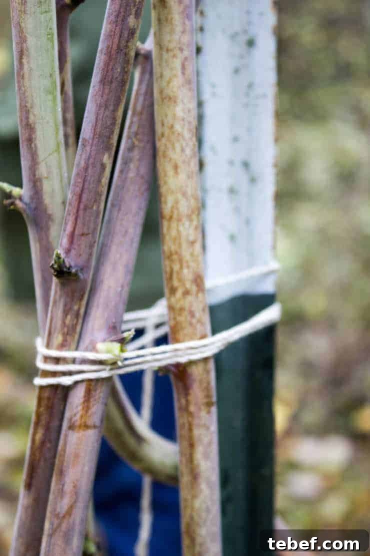 Raspberry canes tied together with string to a post.