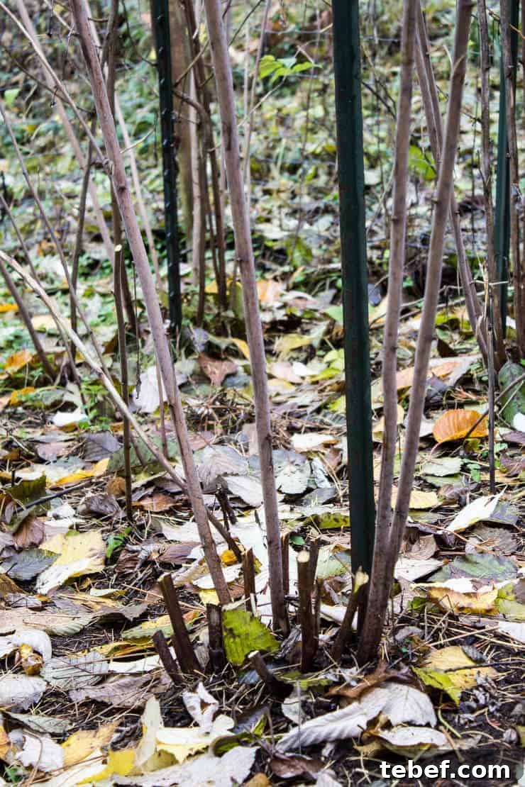 Old raspberry canes pruned down with new canes left standing.