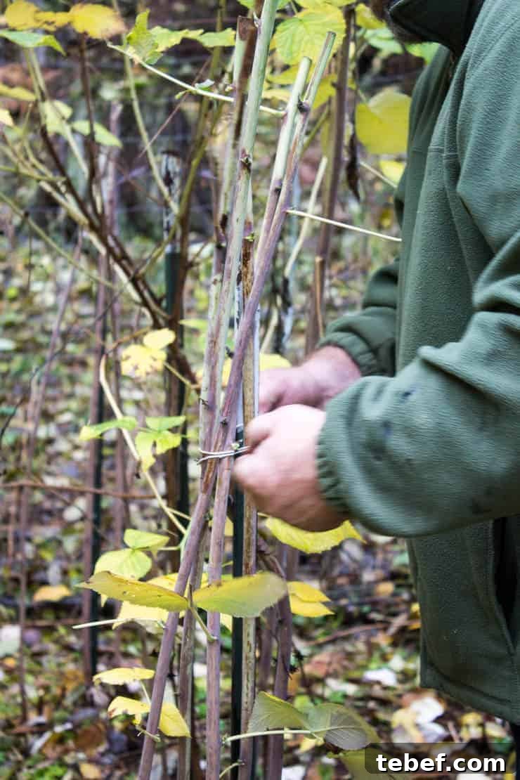 Tying up raspberry canes with string.