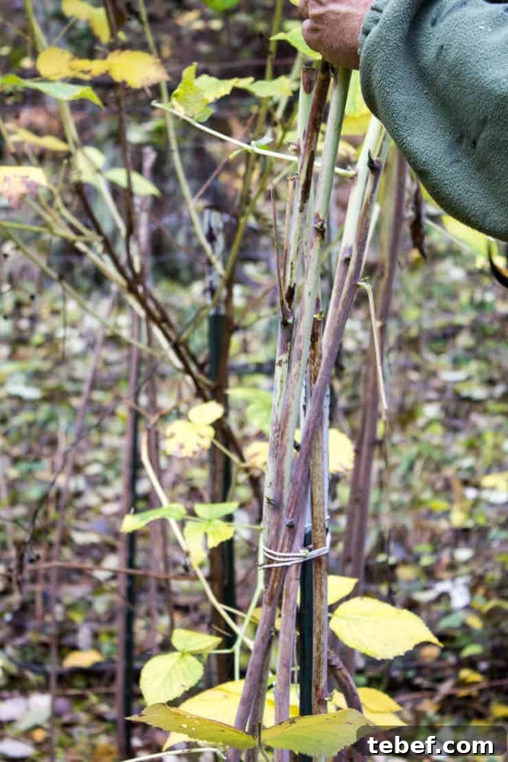 Pruned raspberry bushes tied together with string.