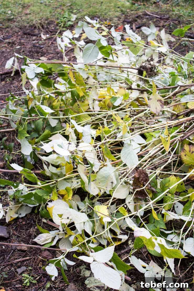 Cut raspberry vines lying on the ground.